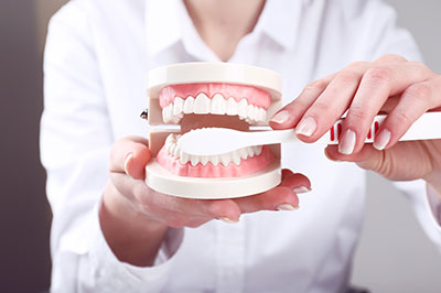 A person holding up a dental model with a toothbrush, showcasing proper brushing technique.